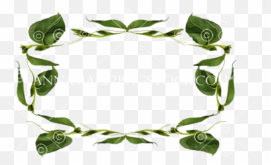 Png Stock Photos - Rose