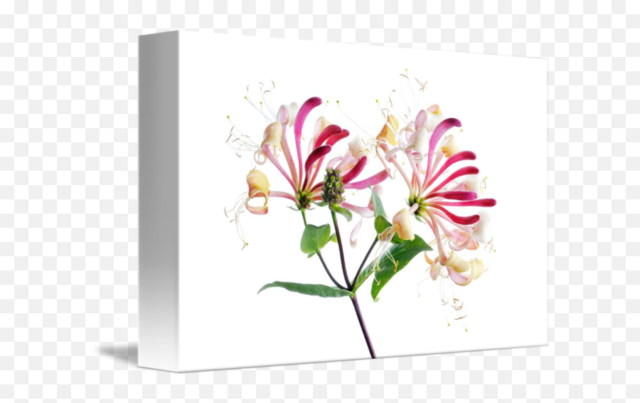 Honeysuckle - Honeysuckle Art Png,Honeysuckle Png