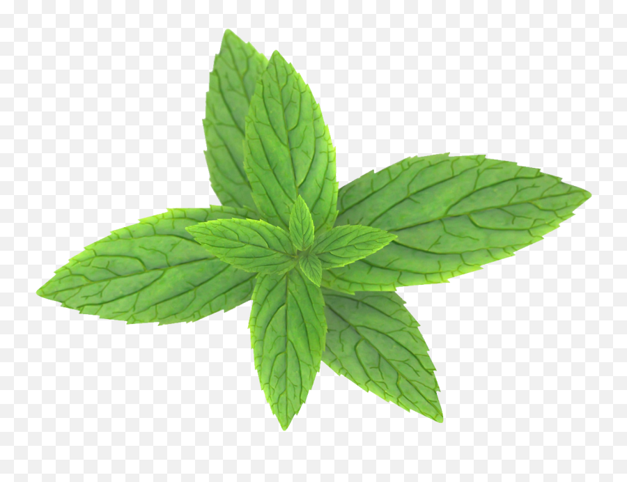 Mint Leaves Pepermint - Png,Mint Leaves Png