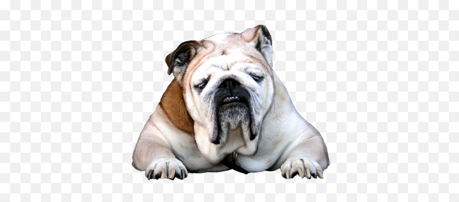 Animal Clip Art - Bulldog Png,Dog Clipart Png