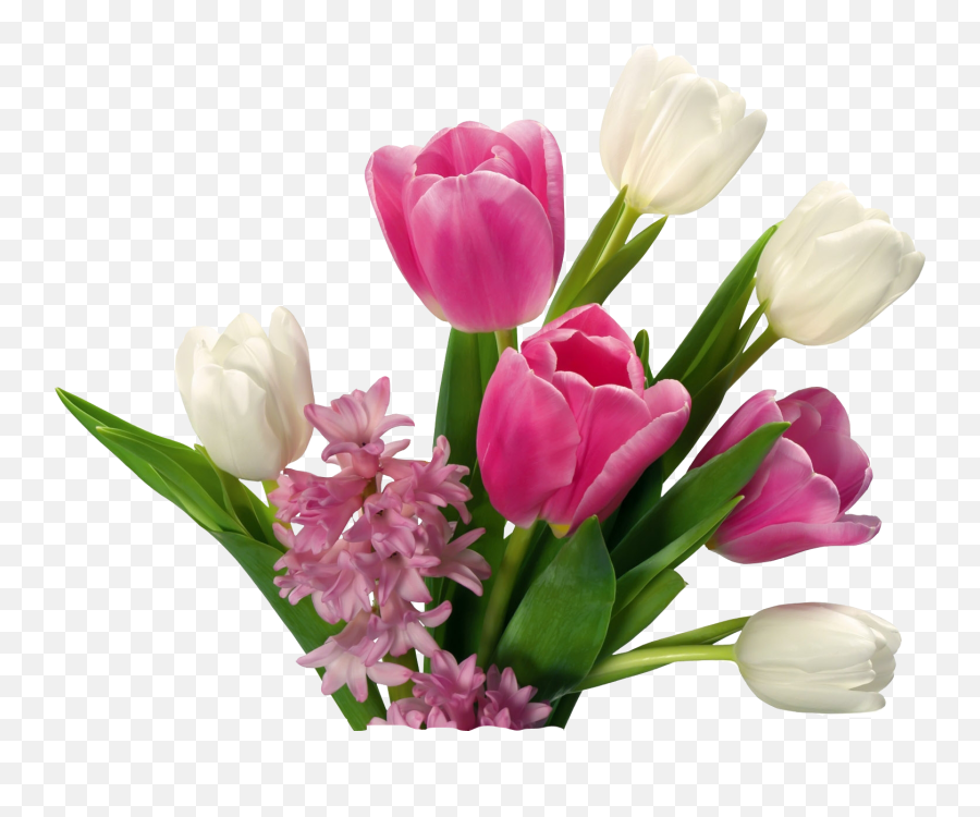 Download Hd Tulip Flower Png Images Free Gallery - Tulips Flower Background Png,Tulips Transparent Background
