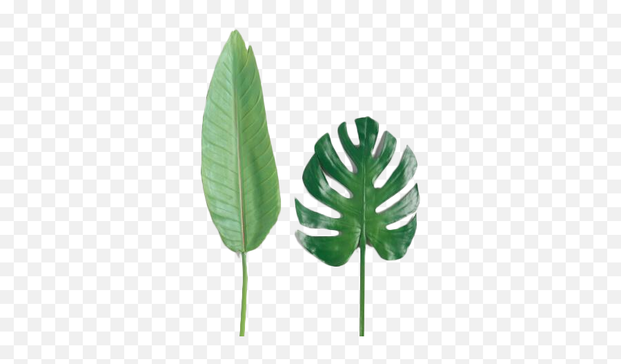 Faux Tropical Leaf Stems Set Of 2 - Bird Of Paradise Leaf Png,Tropical Leaves Png