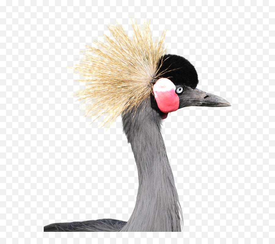 Gray Crowned Crane Head - Grey Crowned Crane Png,Crane Bird Png