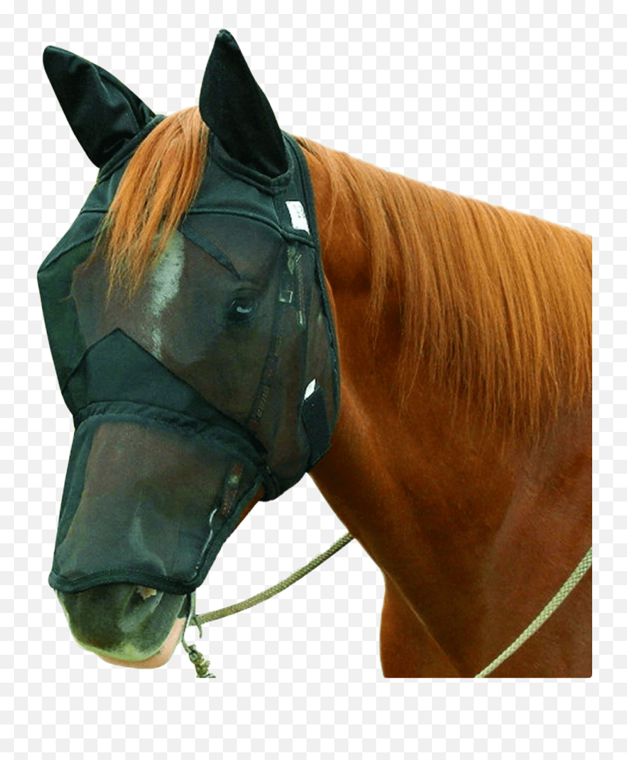 Fly Masks - Fly Nets Big Black Horse Llc Fly Mask Png,Horse Mask Png