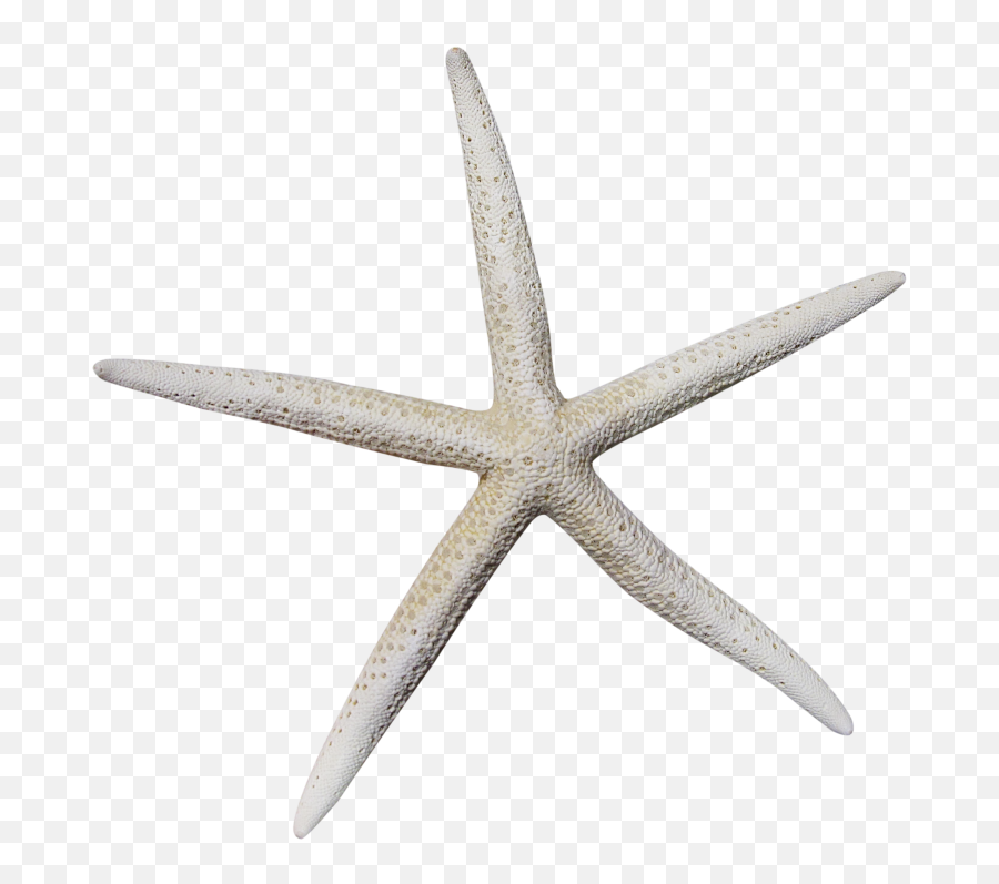 White Starfish Transparent Png - Starfish,Starfish Transparent