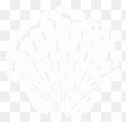 White Seashell 2 Icon - Free white icons Concha Laranja Em Png