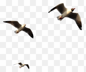 Ftestickers Birds Flying By Yasakmahakarn - Bird Migration png