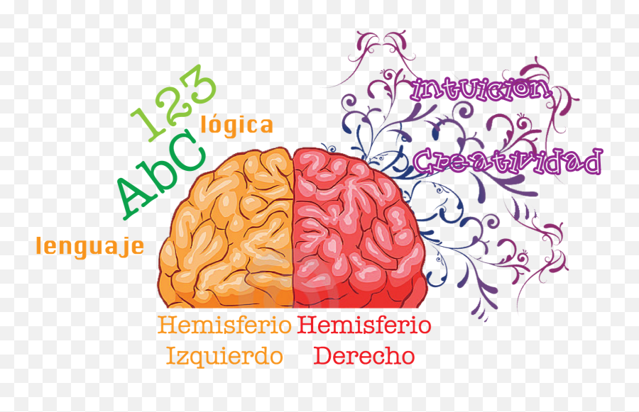 Download Posicionamiento Web Asturias - Human Brain Png,Human Brain Png