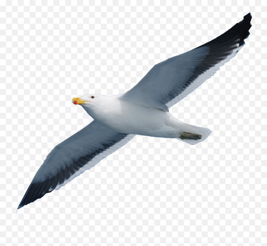 Seabird - Seagull Png,Seagull Png