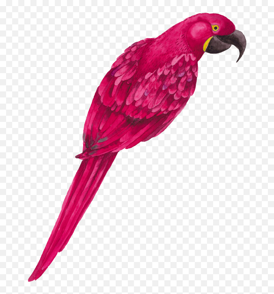 Mq Pink Parrot Bird Birds Animals - Pink Parrot Bird Png,Parrot Png