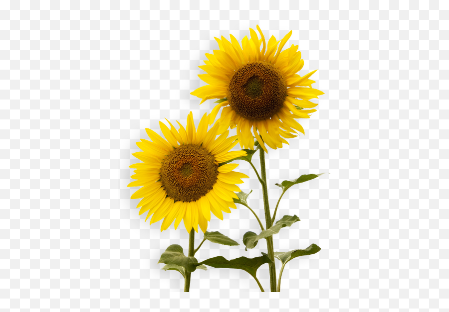 Png Background - Sunflowers Png,Sunflowers Transparent