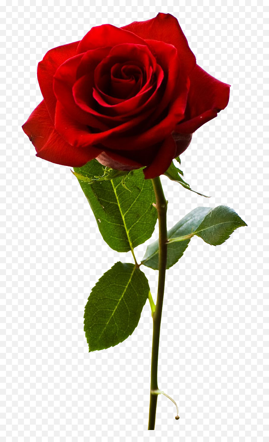 Red Rose Png - Png Of Rose Propose,Gratis Png