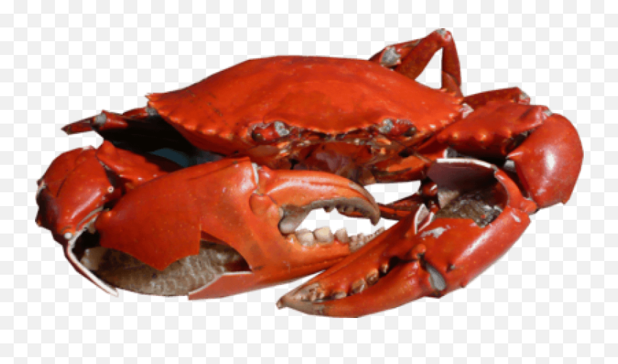 Download Free Png Crab Images Transparent - Crab Png Png Crabs Png,Crab Transparent Background