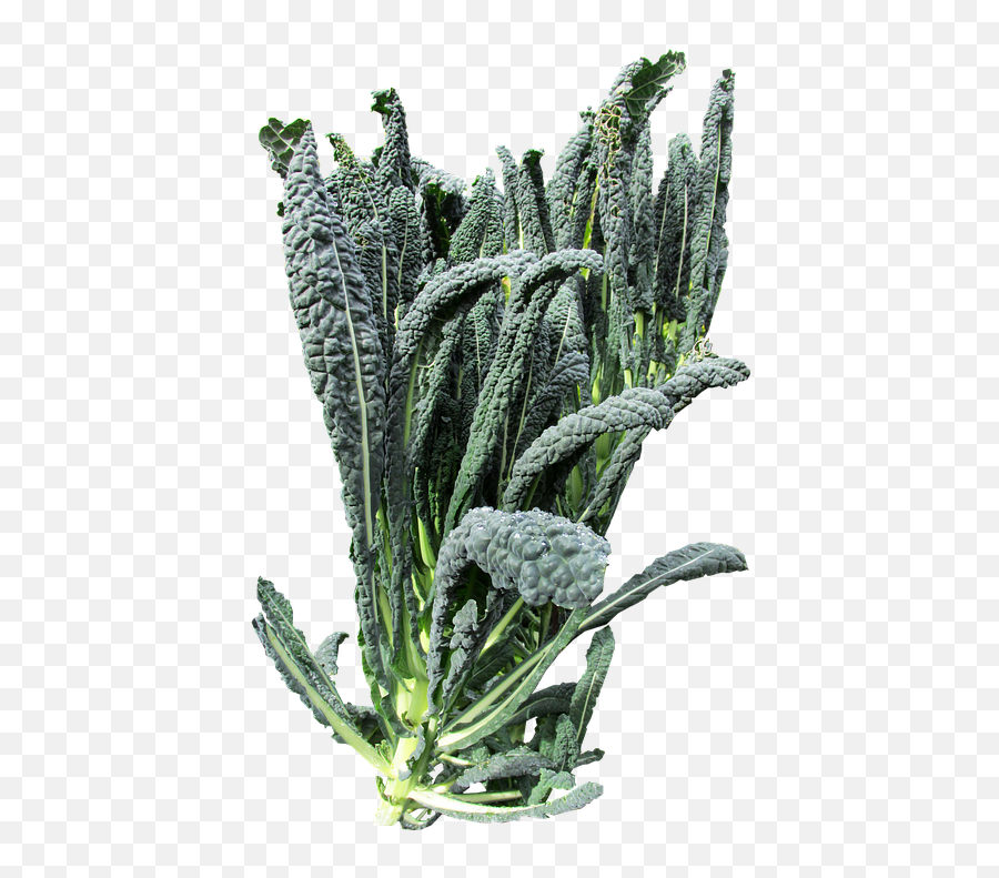 Vegetable Kale - Free Photo On Pixabay Kale Plant Png,Kale Png