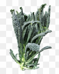 Vegetable Kale - Free Photo On Pixabay Kale Plant Png,Kale Png