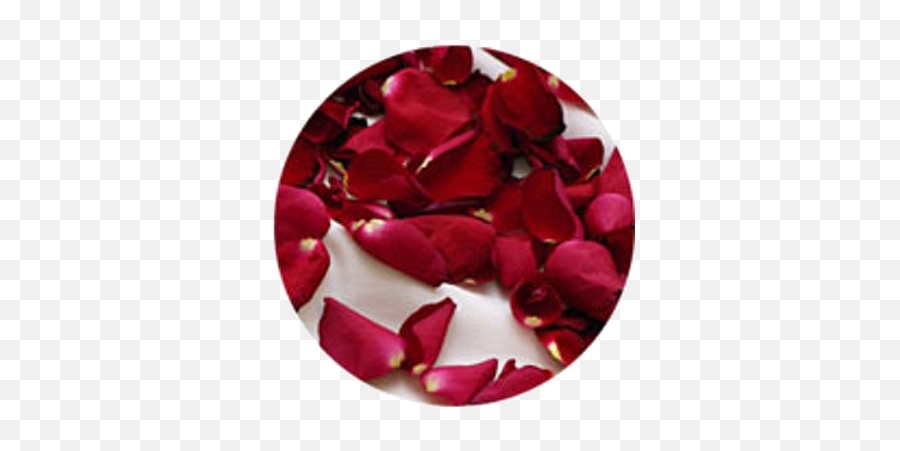 Rose Petals - Bougainvillea Png,Rose Petals Png