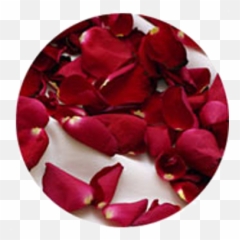 Rose Petals - Bougainvillea png