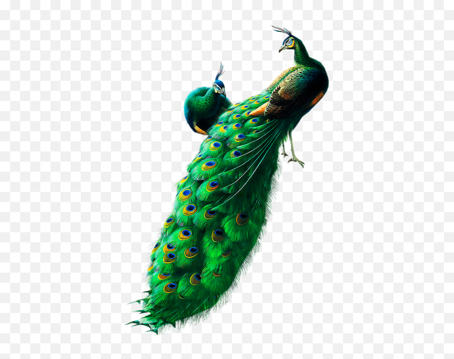 Peacock Png Images Free Download - Peacock Png,Peacock Png