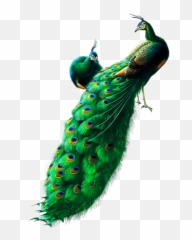 Peacock Png Images Free Download - Peacock Png,Peacock Png