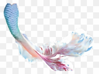 Mermaid Tail Clipart Transparent - Png