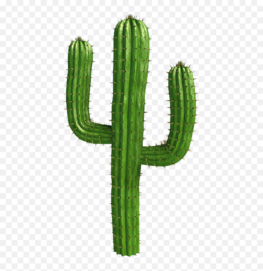 Saguaro Cactus Png Picture - Cactus Png,Saguaro Png