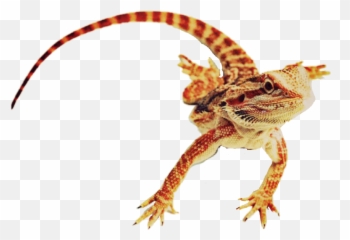 Beardeddragon Sticker - Desert Horned Lizard Full Size Png Desert Horned Lizard Transparent,Lizard Png