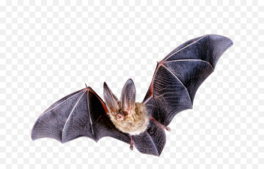 Bat Png Transparent Free Images - Bat Png,Bat Png