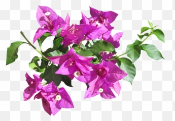 Flower Tropical Summer - Transparent Summer Flowers Png,Bougainvillea Png
