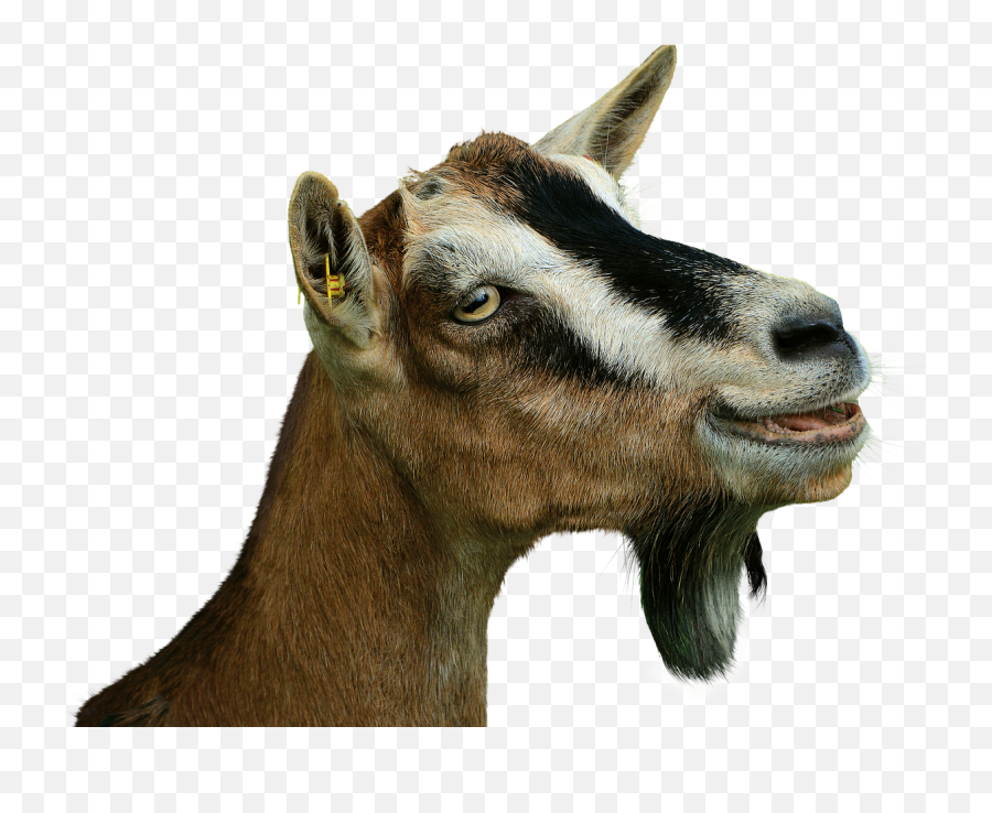 Prima Donna Goat Isolated - Free Photo On Pixabay Goat Head Transparent Png,Goat Png