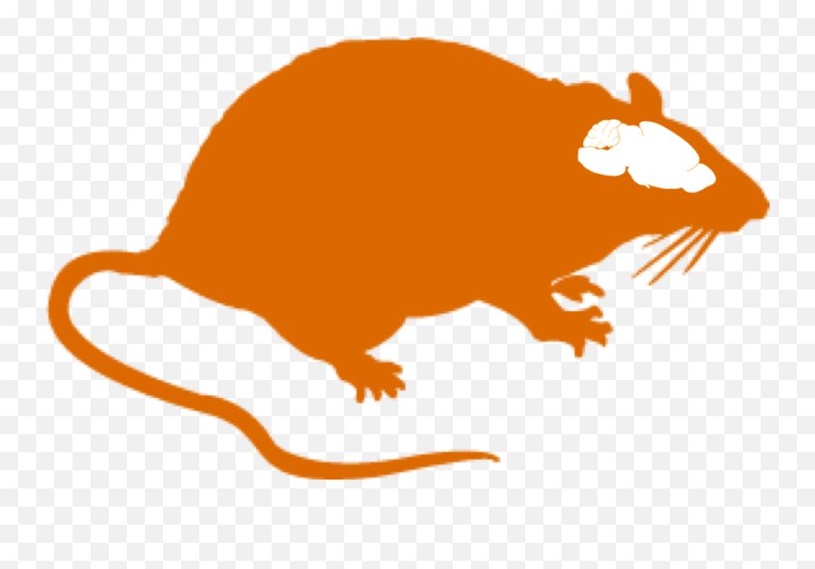 Animal Models Title - Rat Brain Clipart Png,Brain Clipart Transparent Background