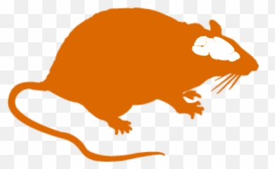 Animal Models Title - Rat Brain Clipart Png