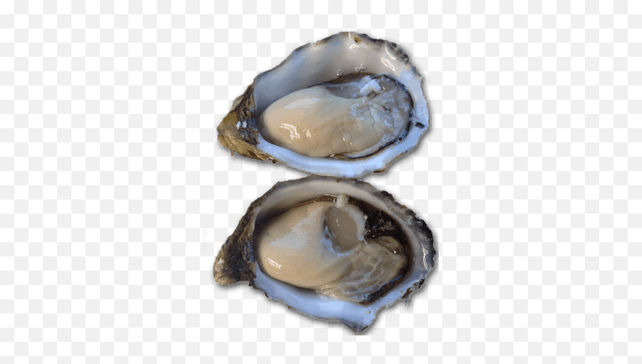 Best Oyster Farm In Tasmania - Blue Lagoon Oysters Tiostrea Chilensis Png,Oysters Png