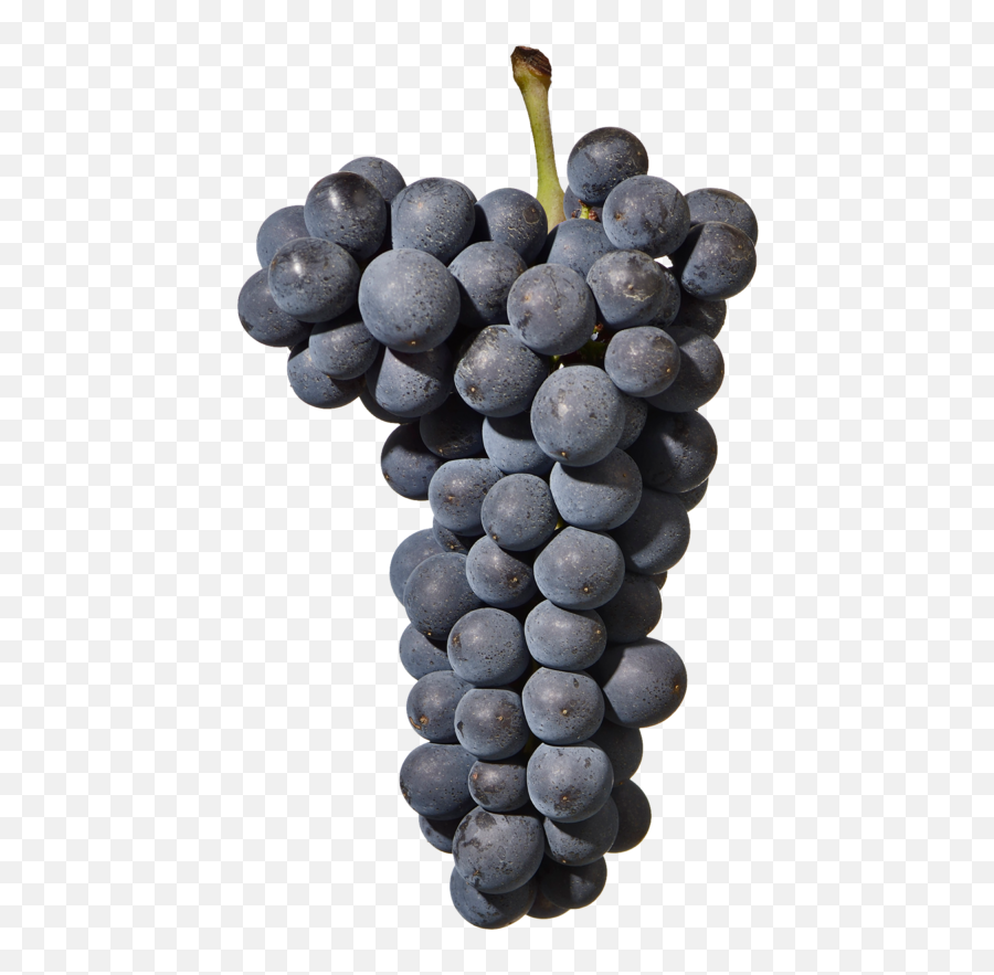 Download Pinot Noir Grape Png Transparent - Uokplrs Pinot Noir Grapes Png,Grapes Transparent Background