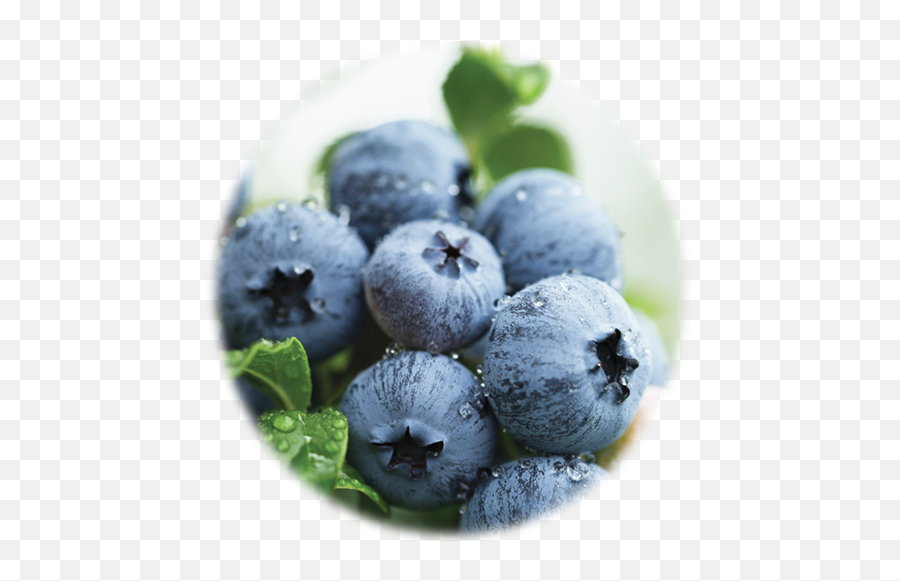 Blueberry Detox - Daily Fiber Formula Blueberry Golf Coast Png,Blueberry Png