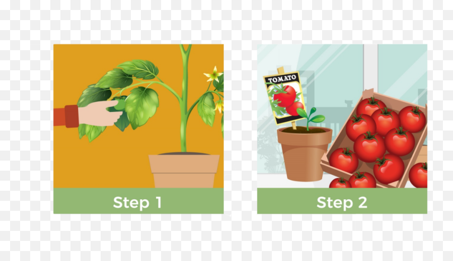 Grow Tomatoes Indoors - Tomato Plant Indoor Cycle Png,Tomato Plant Png