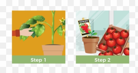 Grow Tomatoes Indoors - Plant Cycle png