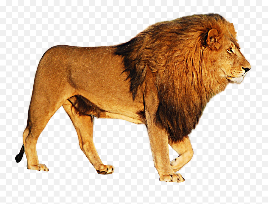 Lion Png Images Free Download Lions - Lion White Background Hd,Lion Roar Png