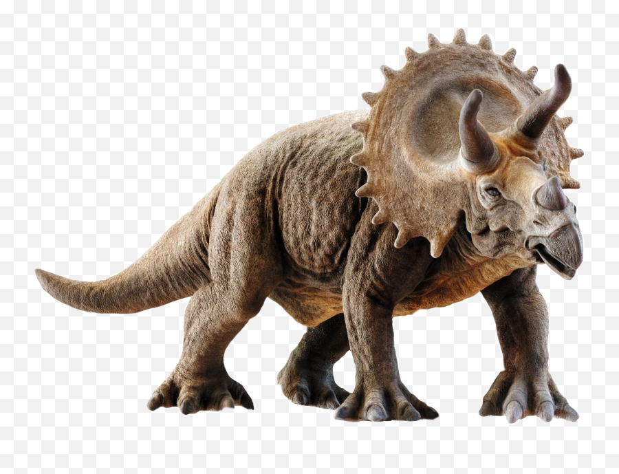 Triceratops 3d Model Png Image With No