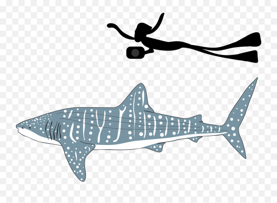 Large Marine Vertebrates Research - Transparent Whale Shark Gif Png,Whale Shark Png