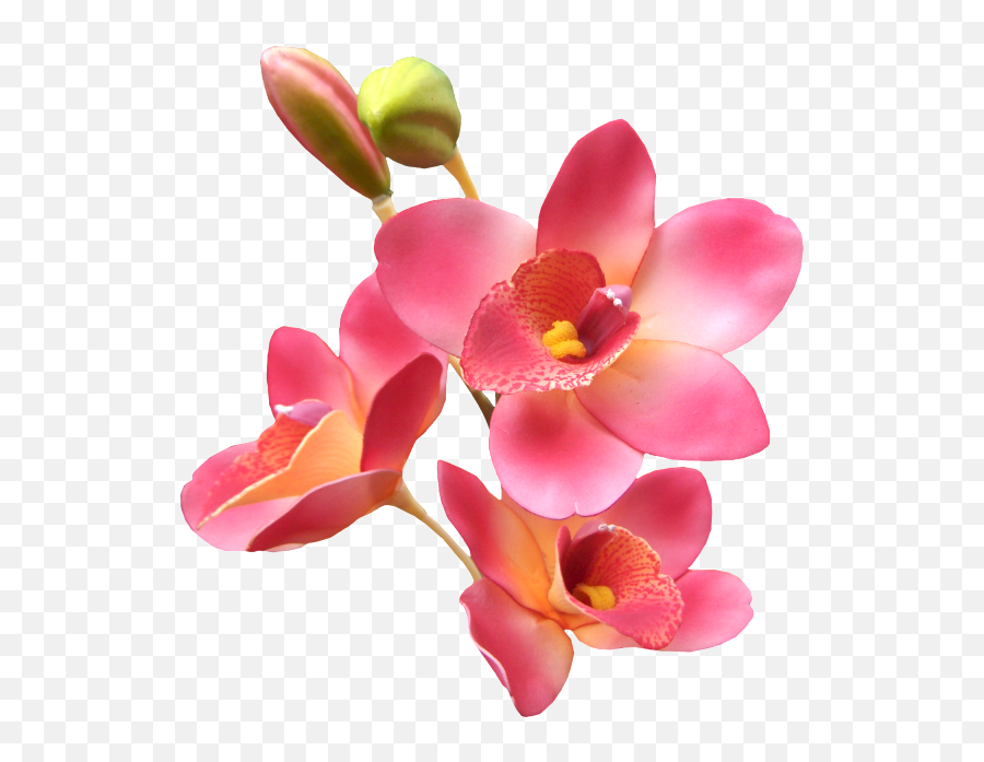 Explore Orchids Orchid Flowers And More - Lovers Poems Com Orquideas Animadas Png,Orchids Png