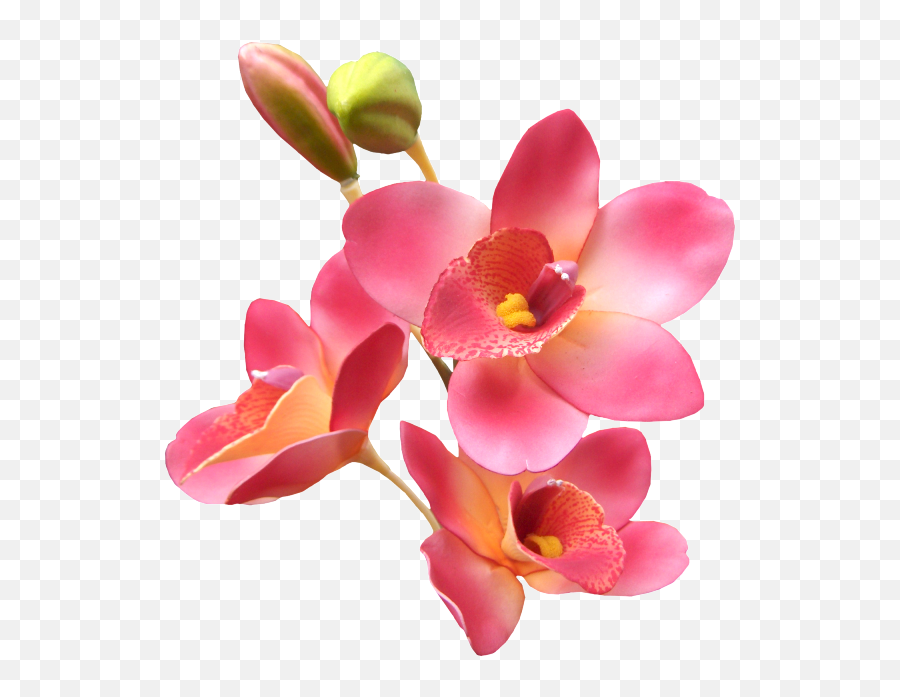 Explore Orchids Orchid Flowers And More - Lovers Poems Com Orquideas  Animadas Png,Orchids Png - free transparent png images - pngaaa.com