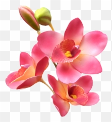 Explore Orchids Orchid Flowers And More - Lovers Poems Com Orquideas Animadas Png,Orchids Png