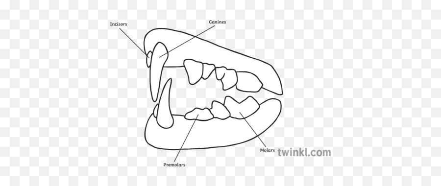 carnivore teeth diagram clipart