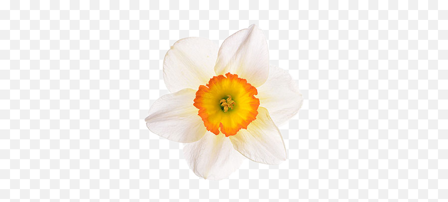 December 19 1968 - Wild Daffodil Png,Daffodil Icon