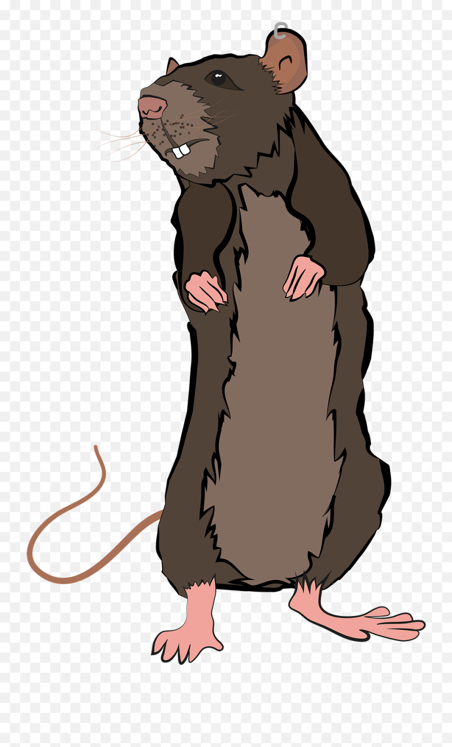 Frederick Andersons Story Blog - Rat Clipart Png,Icon Hooligan 2 Etched Jacket