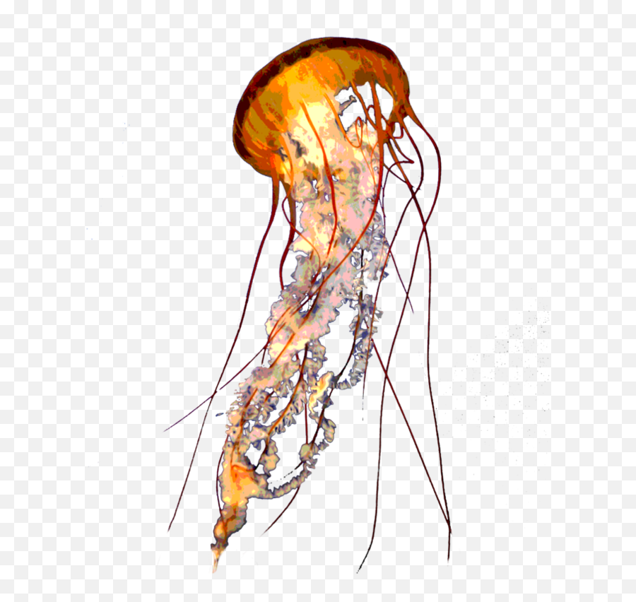 Download Jellyfish Png Pic - Real Jellyfish Transparent Background,Transparent Jellyfish