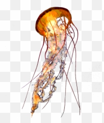 Download Jellyfish Png Pic - Real Transparent Background
