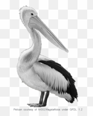Fantastic Birds Pelicans Picture - 2574 Transparentpng White Pelican,Pelicans Logo Png