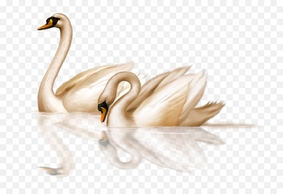 Tw Swans Swimming Png - Photo 952 Free Png Download Image Transparent Swan Clipart,Swimming Png