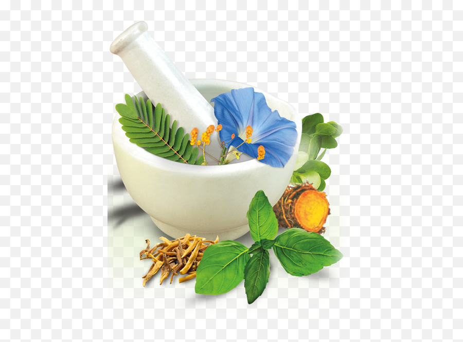 Vector Herbal Transparent Png Clipart - Herbal Products,Herbs Png